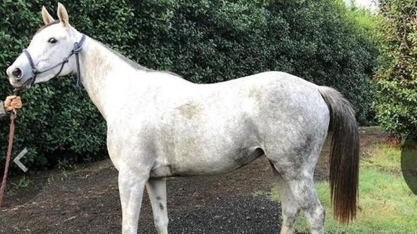 Cavalli morti di caldo nel garage della nave: a processo quattro persone