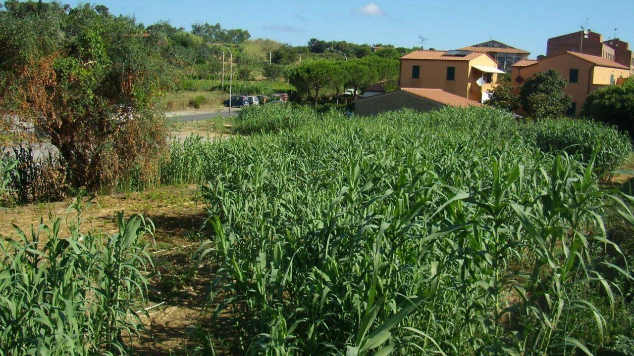L’area in località Albereto dove sorgerà la nuova palazzina Casalp a Portoferraio