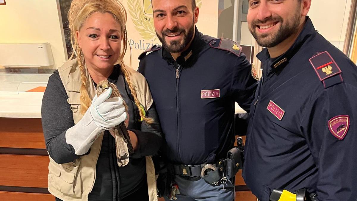 Grosseto, poliziotti salvano un falco gheppio