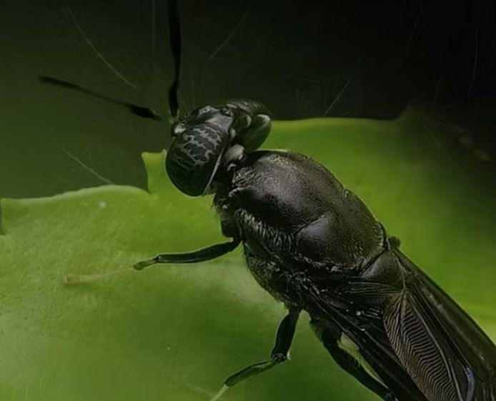 Kinsect: la start up che valorizza la mosche soldato. Ecco a cosa servono