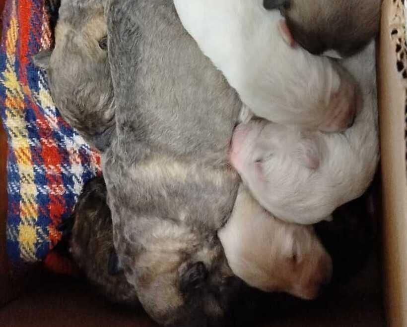 Cuccioli abbandonati vicino al bidone. L’appello: «Portateci anche la mamma: hanno bisogno di lei»