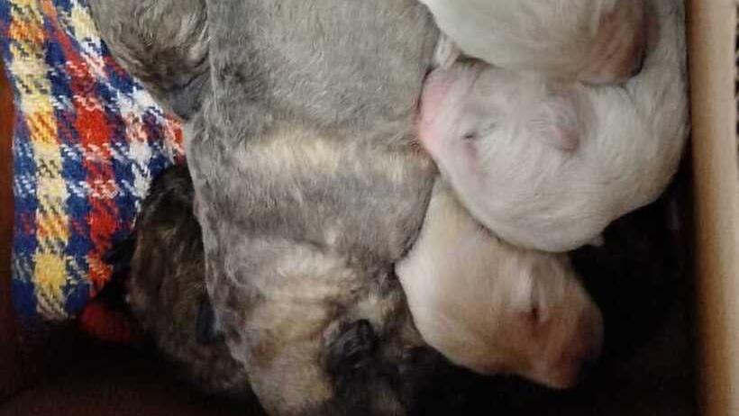 Cuccioli abbandonati vicino al bidone. L’appello: «Portateci anche la mamma: hanno bisogno di lei»