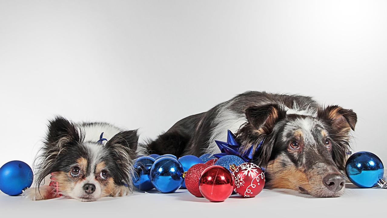 Animali a Natale: addobbi a prova di pelosi. Ecco cosa fare per salvare loro e... noi