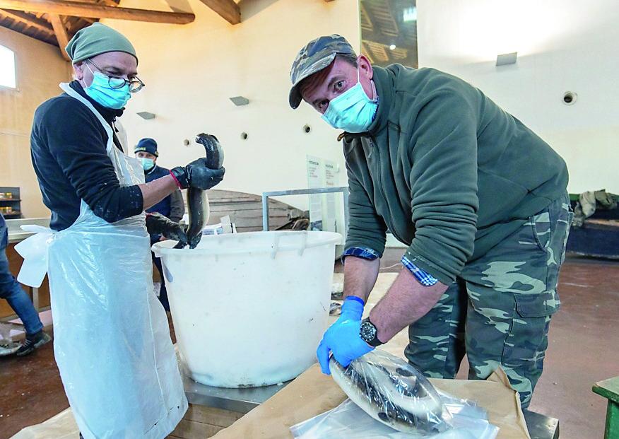 Comacchio, prezzi del pesce ancora accessibili: guida al risparmio in vista del Natale