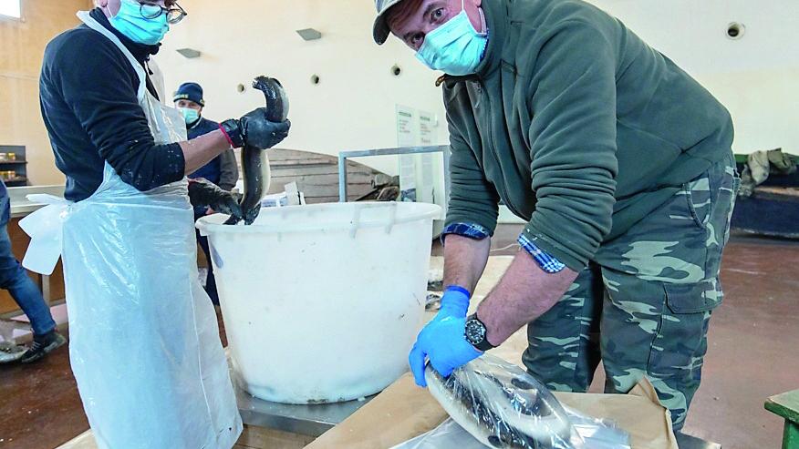 Comacchio, prezzi del pesce ancora accessibili: guida al risparmio in vista del Natale