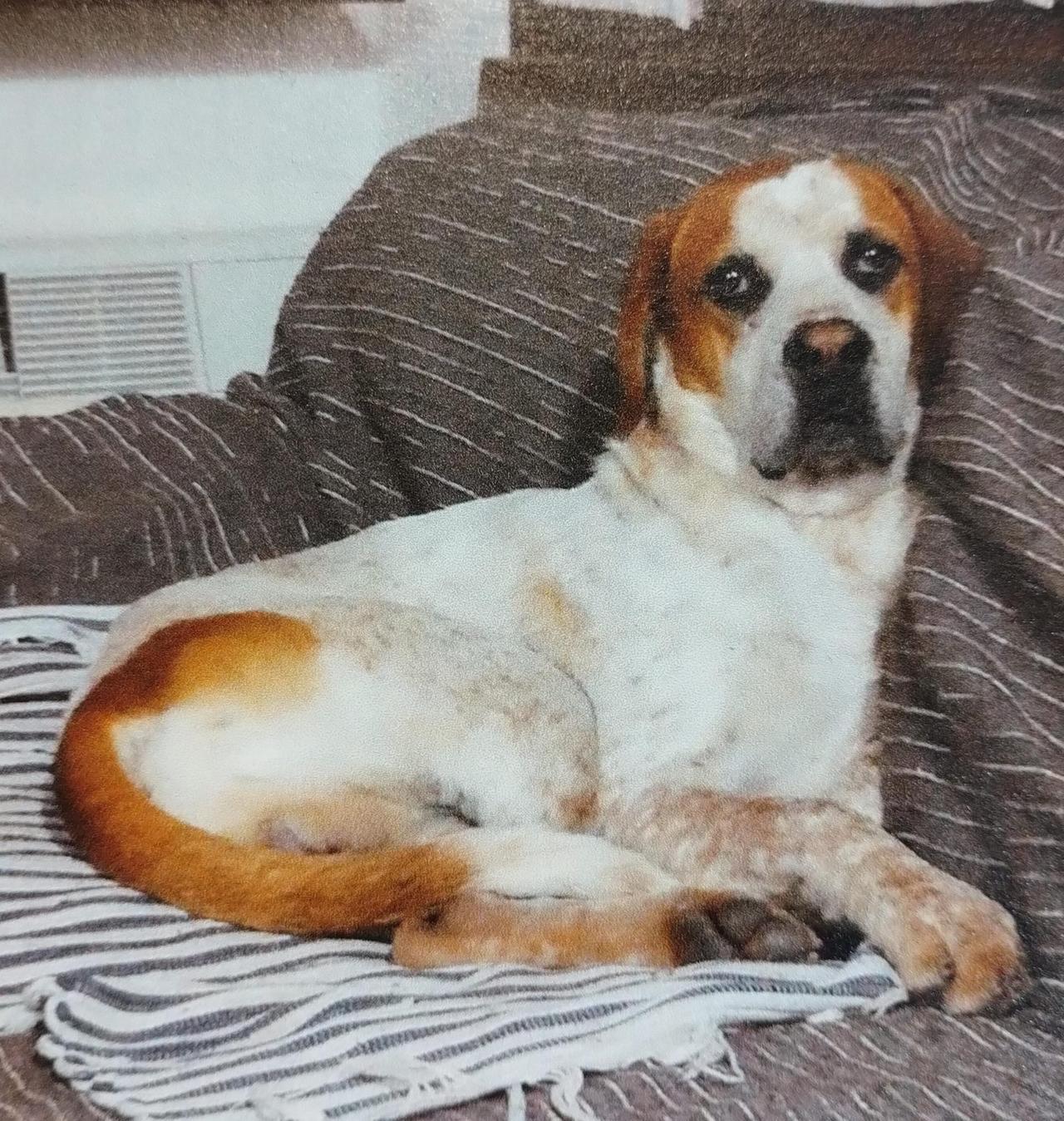 Il cane Max ucciso da uno sparo: nell’addome un piccolo proiettile