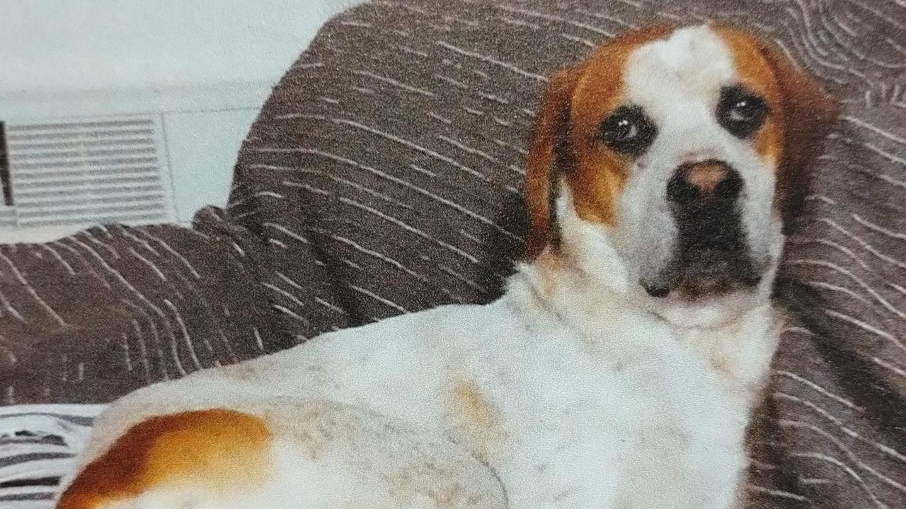 Il cane Max ucciso da uno sparo: nell’addome un piccolo proiettile