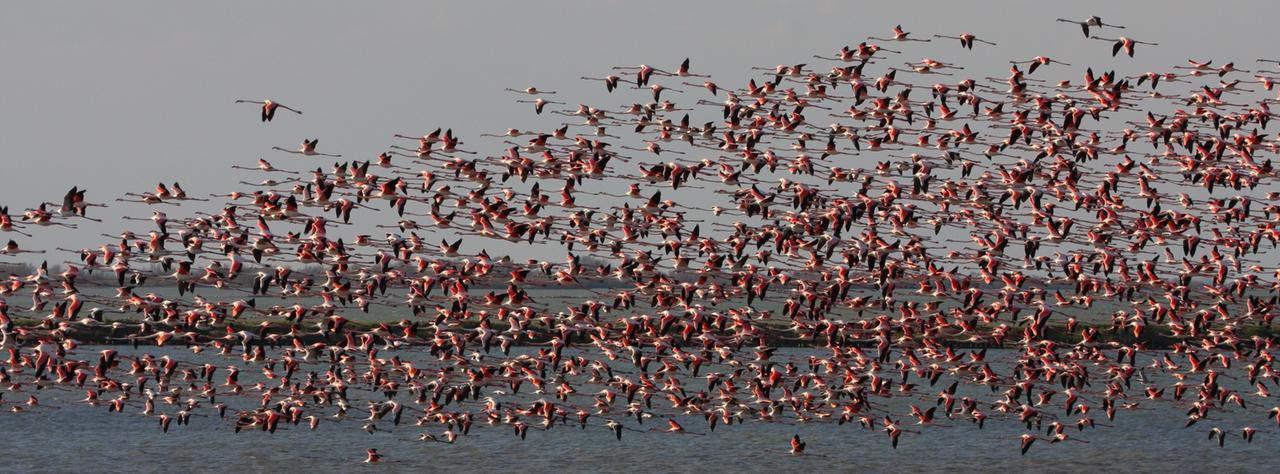 Comacchio, cresce la popolazione dei fenicotteri: magia nel Parco del Delta