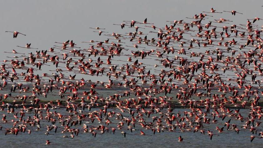 Comacchio, cresce la popolazione dei fenicotteri: magia nel Parco del Delta