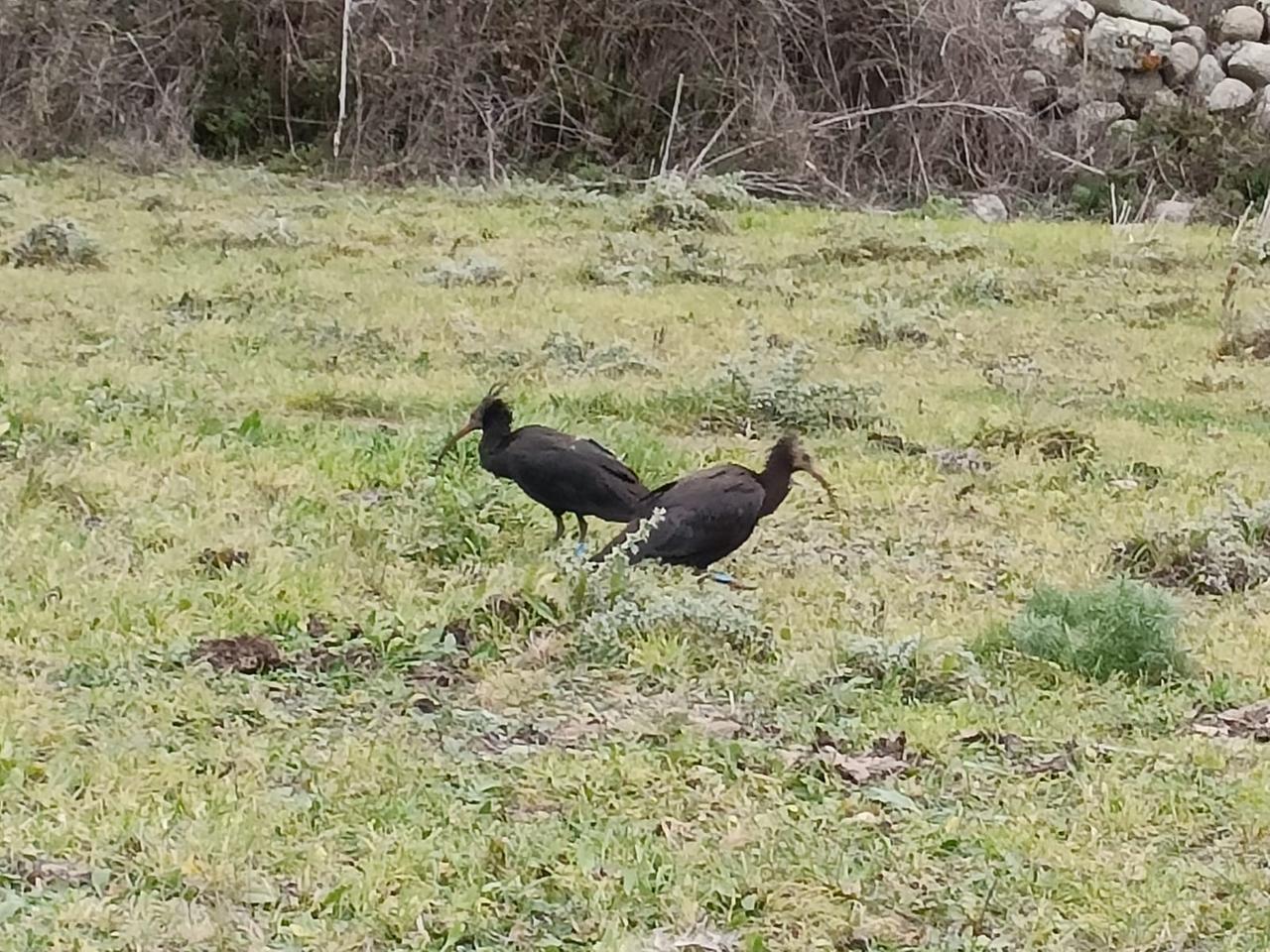 Due esemplari di Ibis eremita a Nuoro: in tutta Europa ne esistono soltanto 280