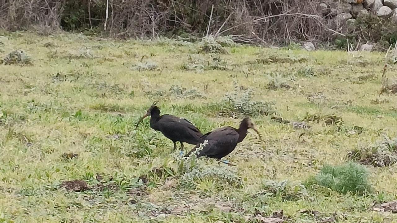 Due esemplari di Ibis eremita a Nuoro: in tutta Europa ne esistono soltanto 280