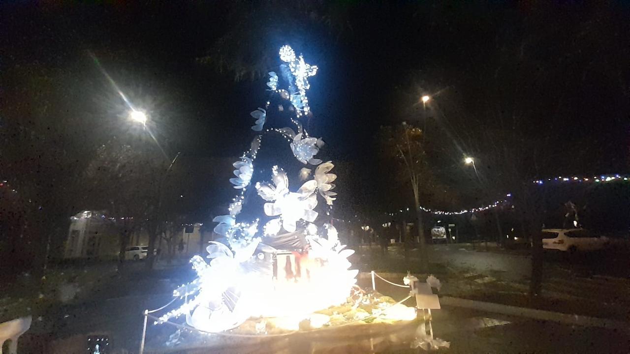 
	L'albero acceso a Rosignano Marittimo

