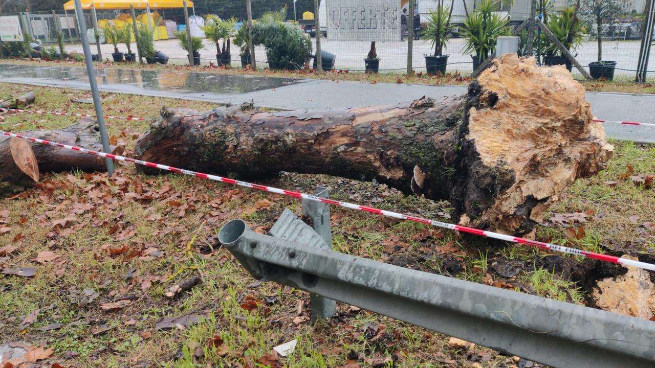 Comacchio, le cade un albero sulla macchina mentre è alla guida