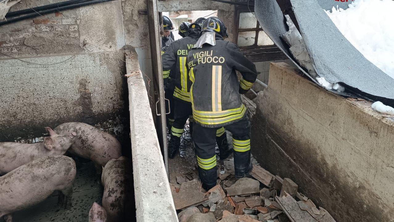 L'intervento dei vigili del fuoco per liberare i maialini
