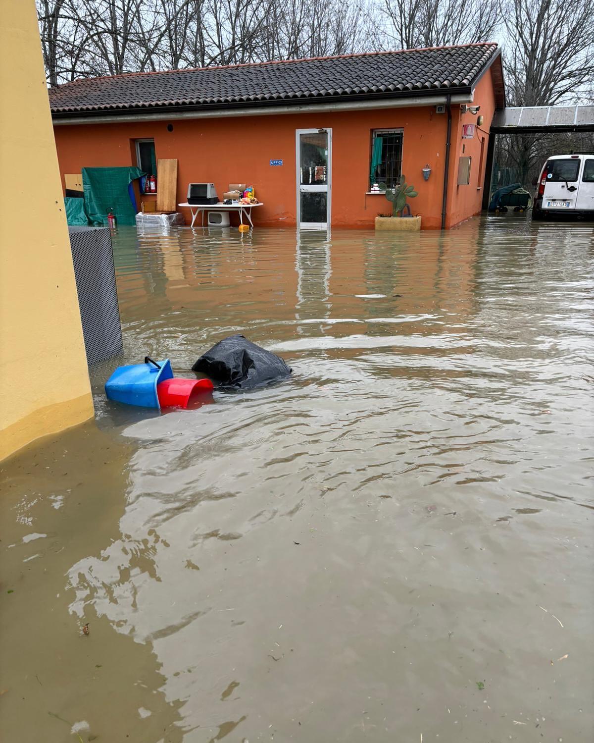 Il canile è di nuovo allagato, ma gli animali sono salvi