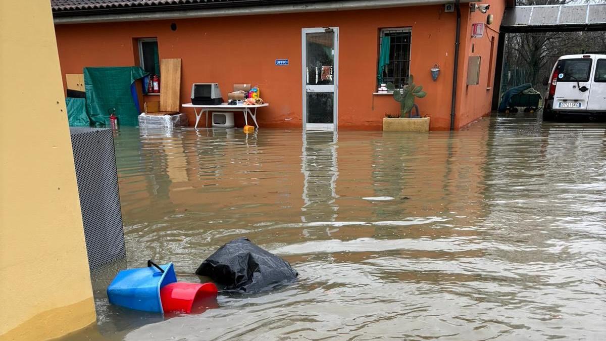 Il canile è di nuovo allagato, ma gli animali sono salvi