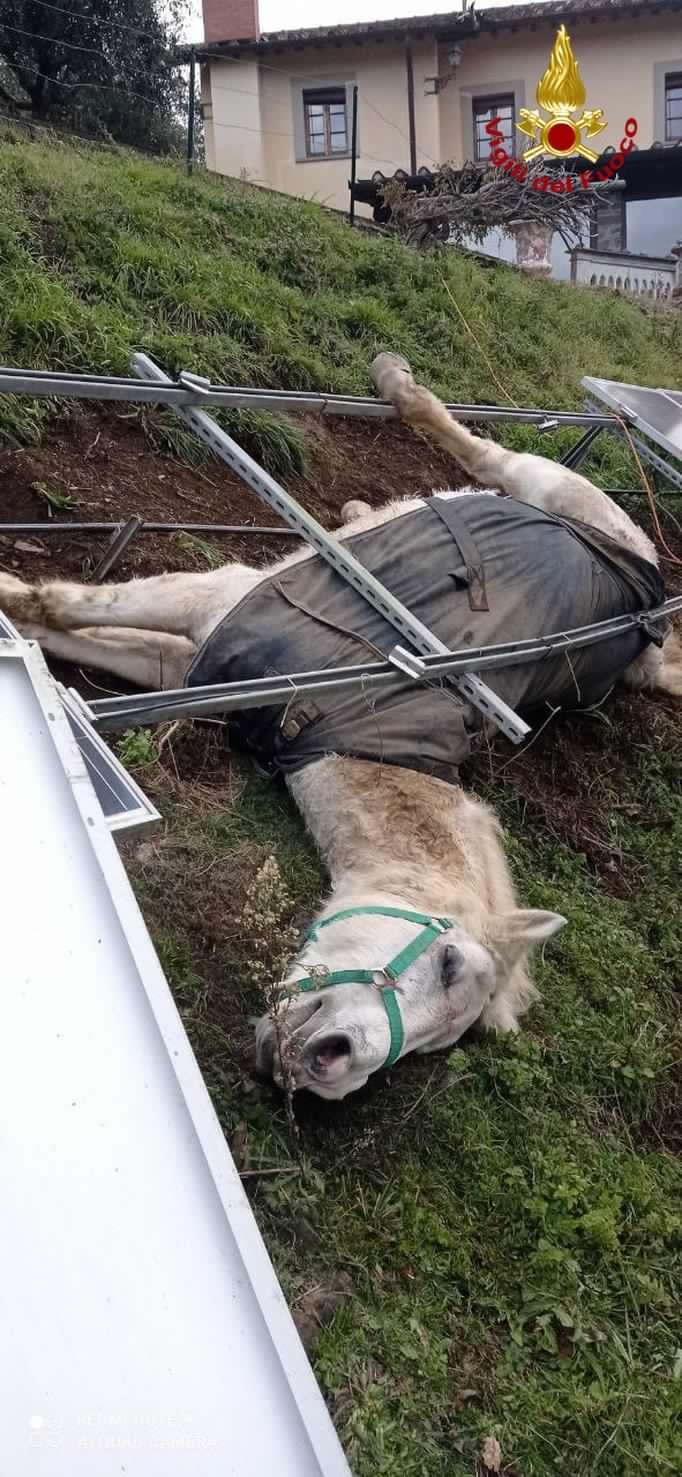 Coreglia, soccorsa e salvata una cavalla rimasta incastrata dopo una caduta