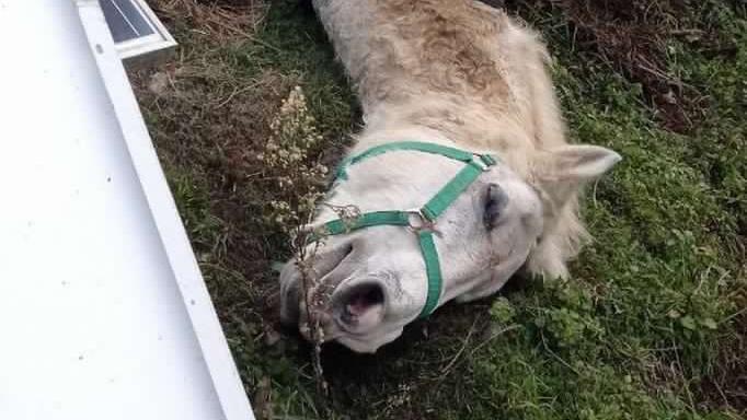 Coreglia, soccorsa e salvata una cavalla rimasta incastrata dopo una caduta