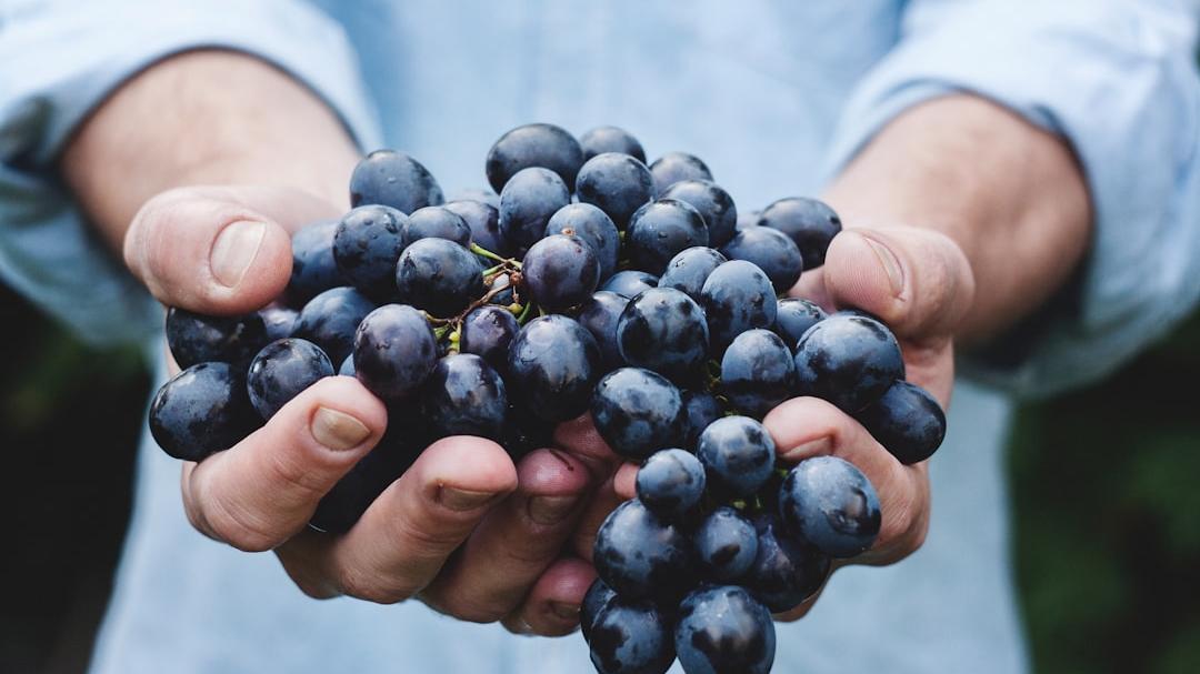 Ecco come vini siciliani e pugliesi di scarsa qualità diventavano vermentino e cannonau