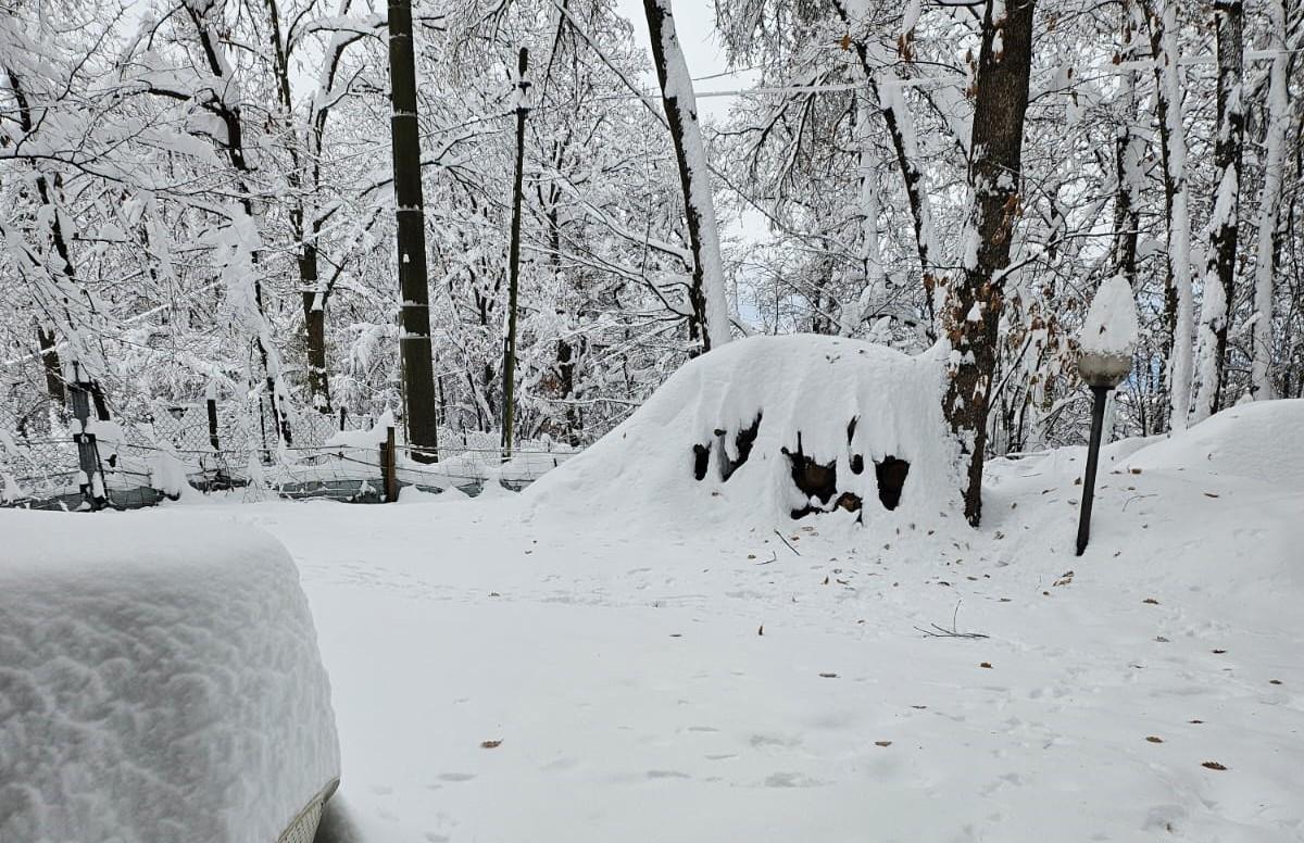 
	Il cortile di&nbsp;casa dell'anziana innevato

