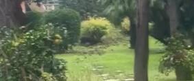 
	Un cinghiale in un giardino

