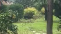 Un cinghiale in un giardino