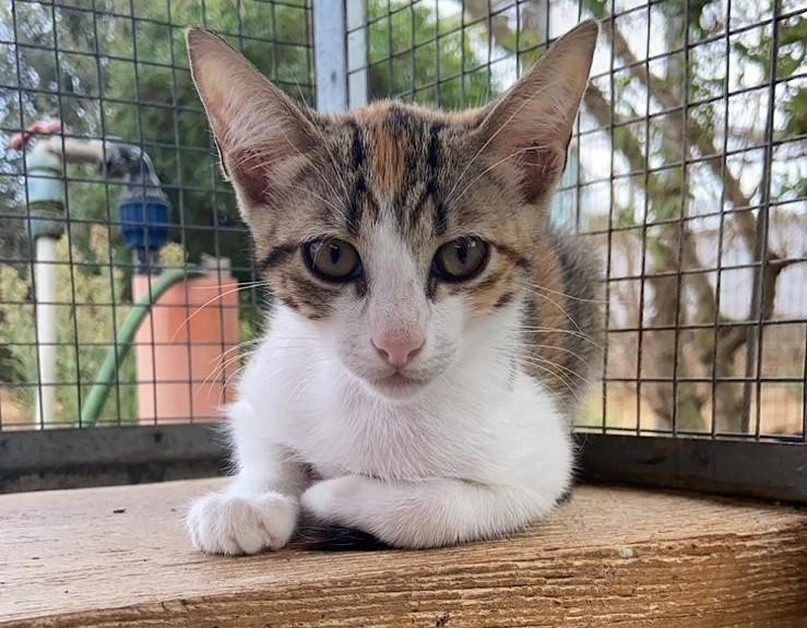 
	Uno dei gattini di cui si occupa l'associazione Arca Sarda di Santa Teresa

