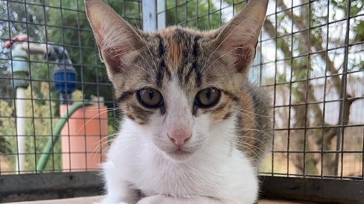 Uno dei gattini di cui si occupa l'associazione Arca Sarda di Santa Teresa