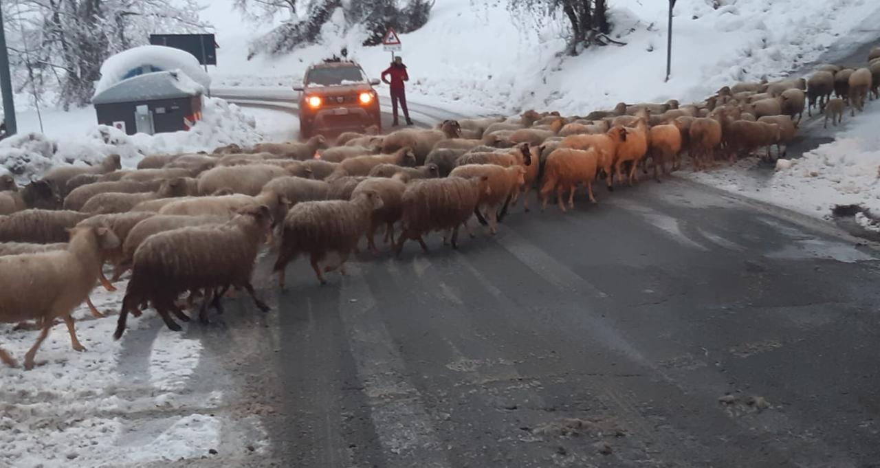 
	Il gregge abbandonato vaga per strada

