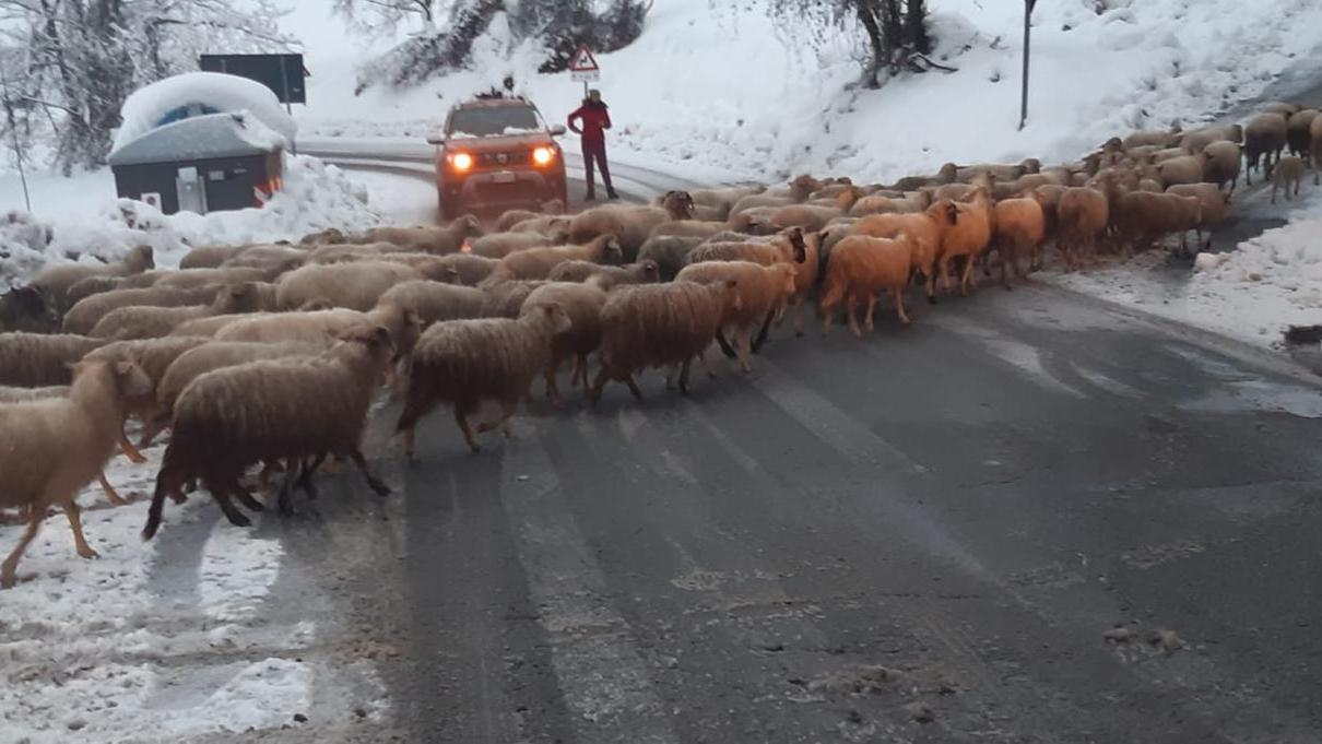 Il gregge abbandonato vaga per strada