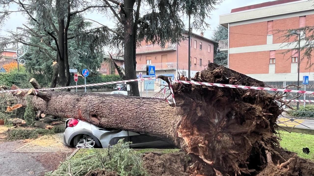 L'albero caduto sull'auto a Maranello