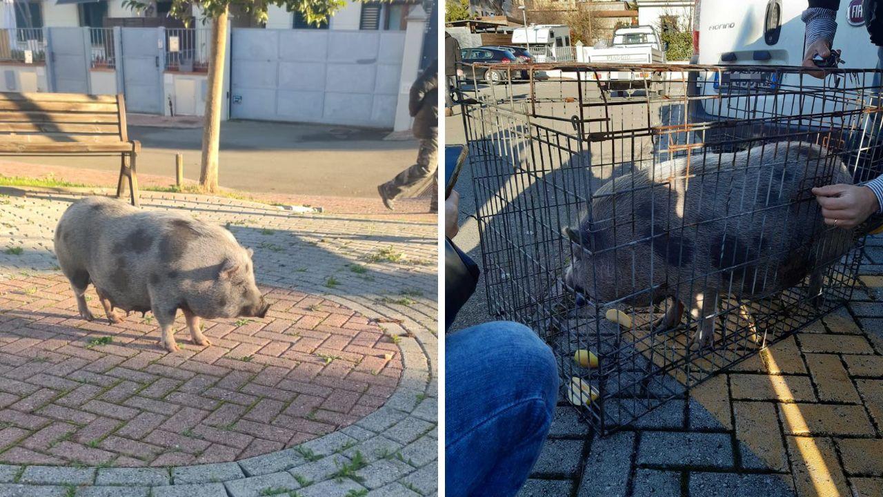 La maialina davanti alla scuola e dopo la cattura