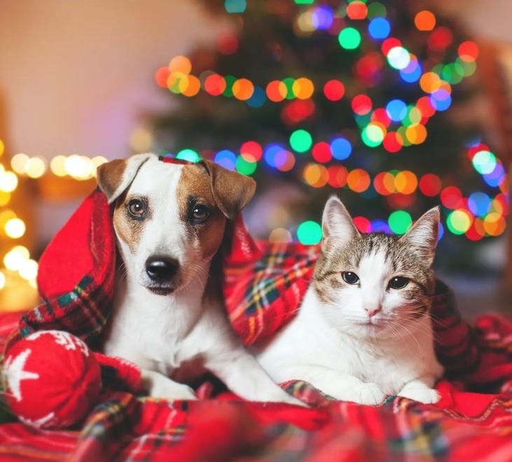 Dai peluche ai dolcetti, i regali di Natale più belli per i nostri amici a 4 zampe