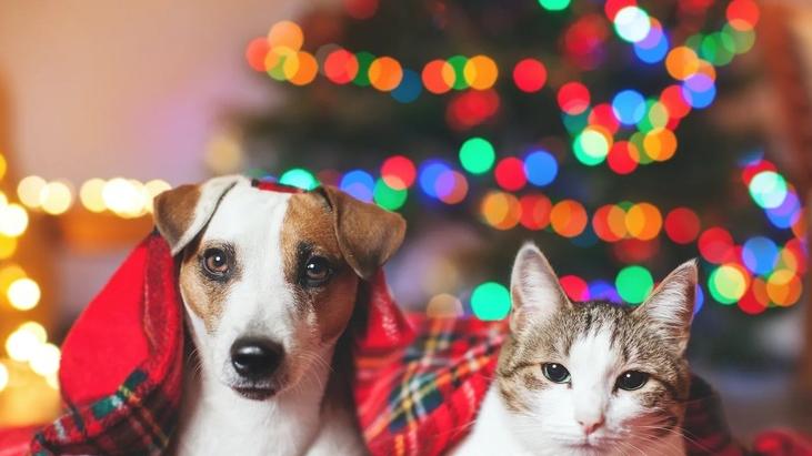 Dai peluche ai dolcetti, i regali di Natale più belli per i nostri amici a 4 zampe