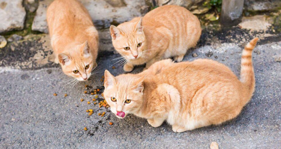 I gatti di Marina<br type="_moz" />
