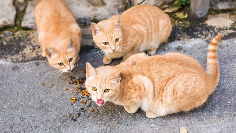 I gatti di Marina<br type="_moz" />
