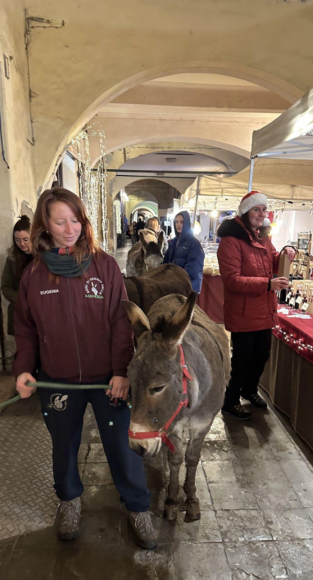 Santa Lucia a Reggio Emilia, gli asinelli aprono il weekend natalizio in centro