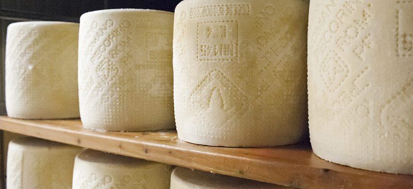 Pecorino Romano Dop, Dario Giagoni al ministro Francesco Lollobrigida: «Difendiamo la razza sarda»