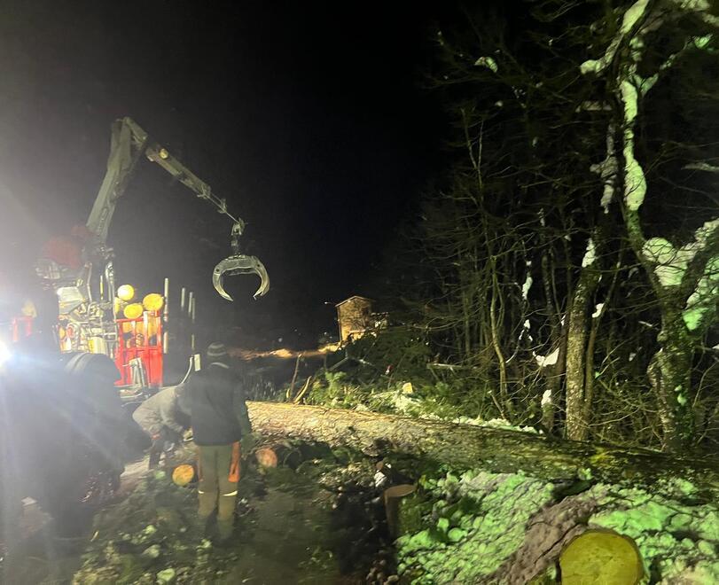 Statale 63 riaperta a Sparavalle. Tagliati mille pini a rischio