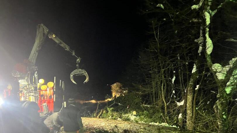 Statale 63 riaperta a Sparavalle. Tagliati mille pini a rischio