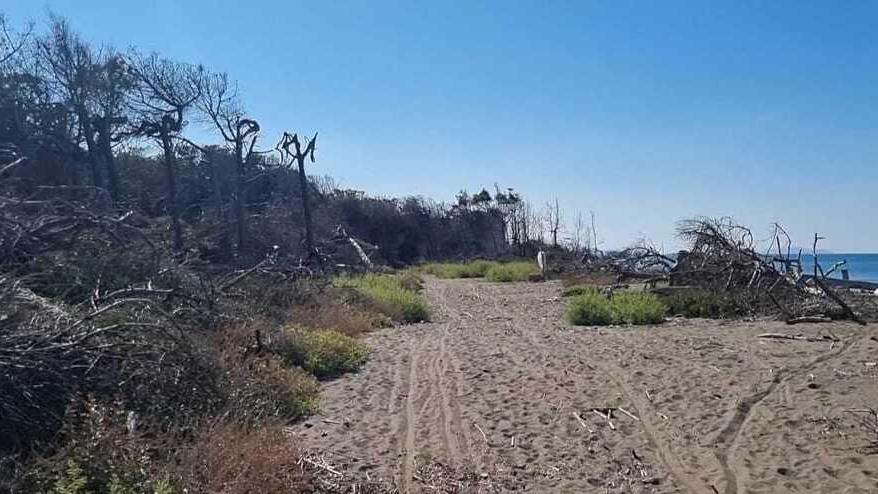 CicloTirrenica, si riparte con la progettazione: come sarà il percorso Cecina-Bibbona e i tempi