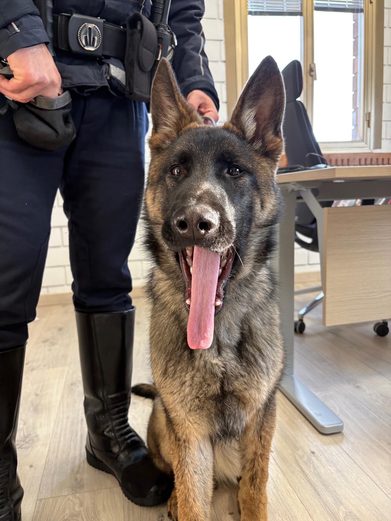 Ecco Lupo, il nuovo pastore tedesco della polizia locale Appennino Reggiano