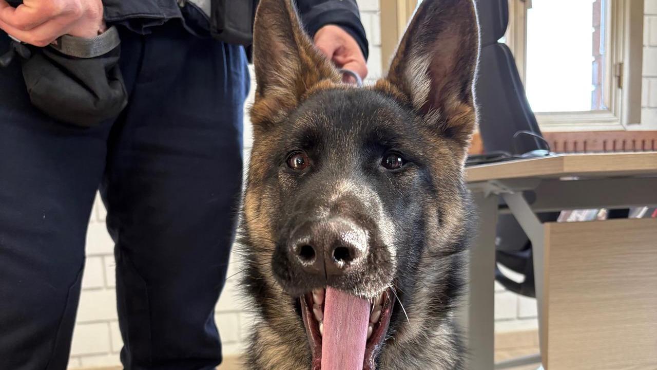 Ecco Lupo, il nuovo pastore tedesco della polizia locale Appennino Reggiano