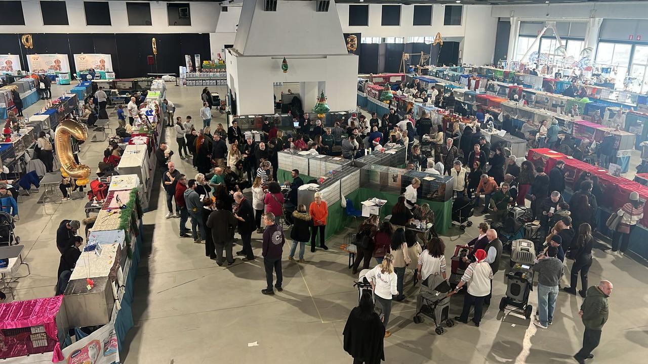 Mostra felina a Ferrara, in Fiera i gatti più belli del mondo