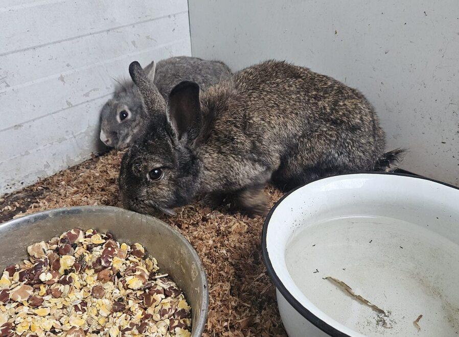 I coniglietti della colonia di Rubiera recuperati e prossimi all’adozione