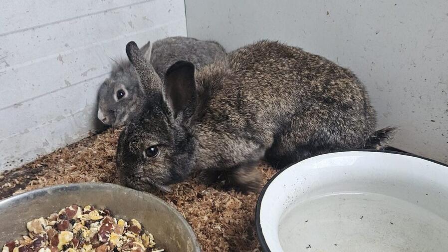 I coniglietti della colonia di Rubiera recuperati e prossimi all’adozione