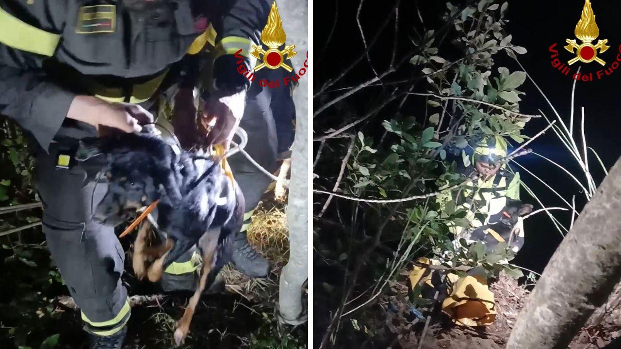 Il cucciolo e l'intervento dei vigili del fuoco