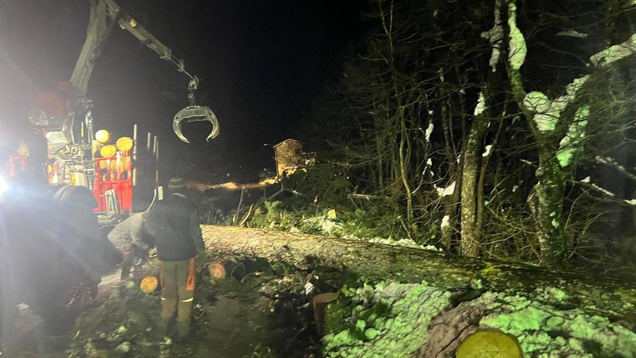 Statale 63: tagliati mille pini a rischio piegati dalla neve in zona Sparavalle