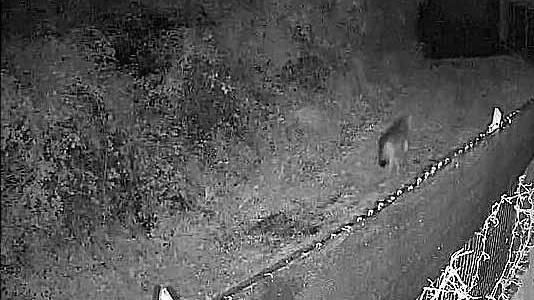 Lupo attacca un cane a Renara, l'allarme dei pastori: «Aiutateci»