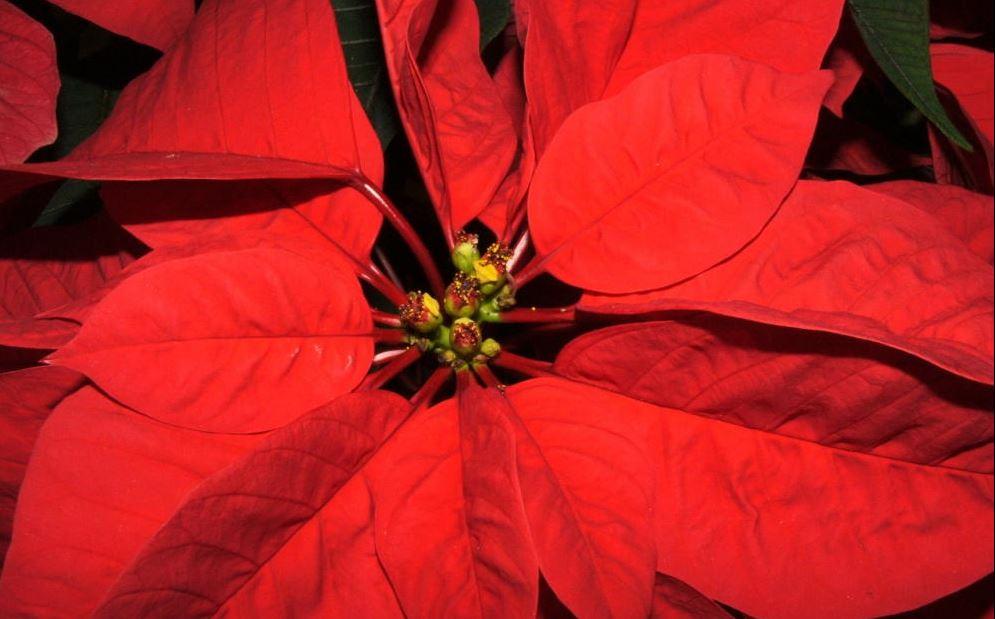 Stella di Natale, dal Messico la pianta giusta per le feste